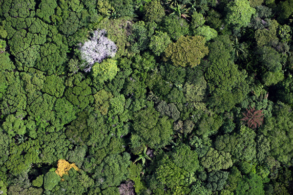 Forêt guyane